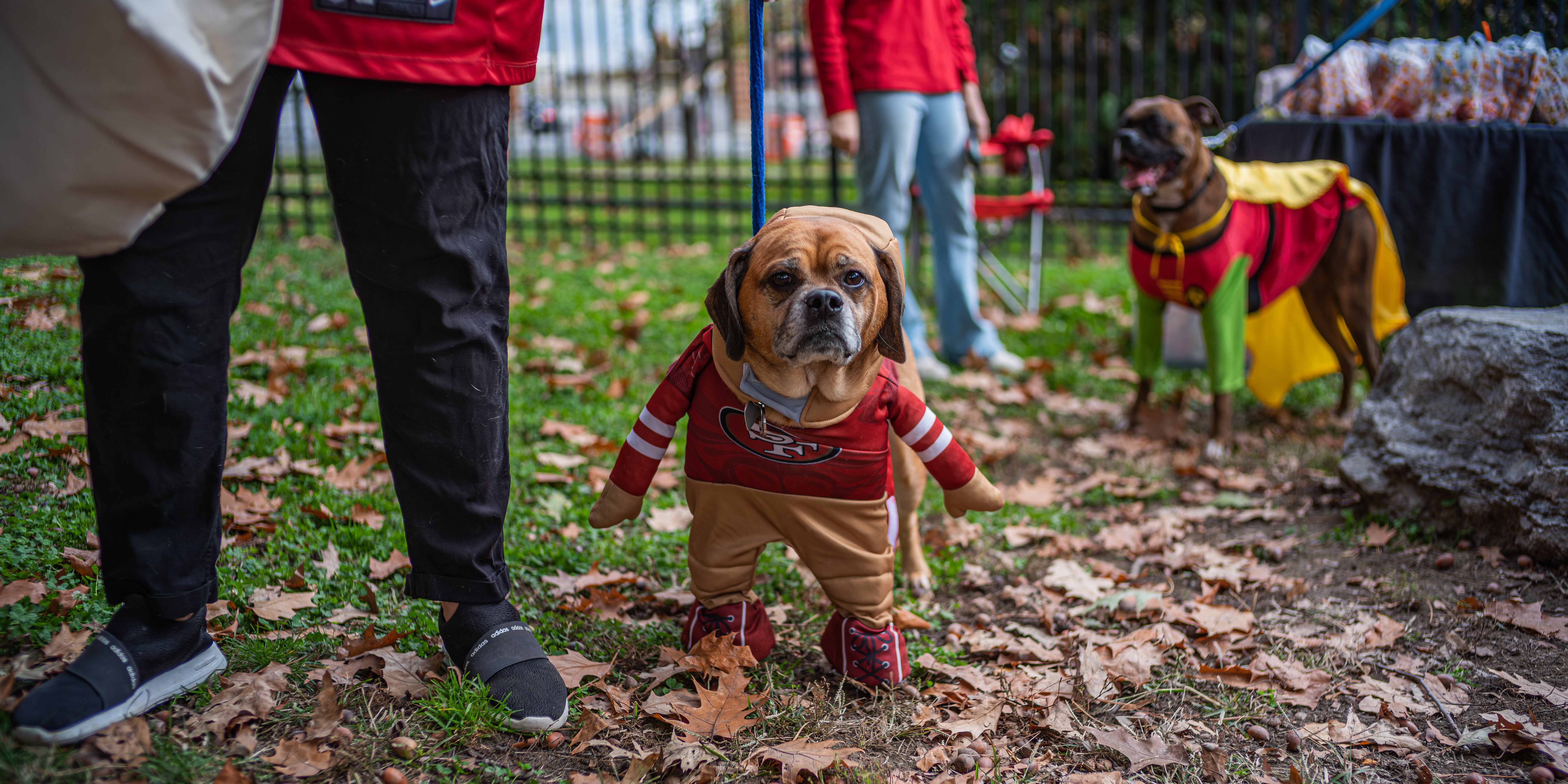 Hounds of Halloween 2024