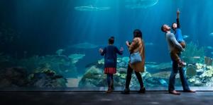 Family at aquarium tank with sharks and sea life