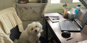 Fluffy white dog sitting in a computer chair at a desk with paperwork and a laptop. 