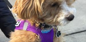 Small golden puppy wearing a purple harness