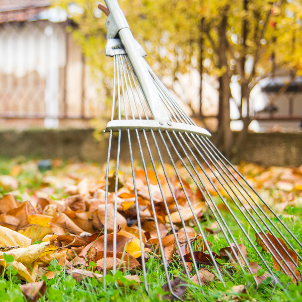 Raking Leaves